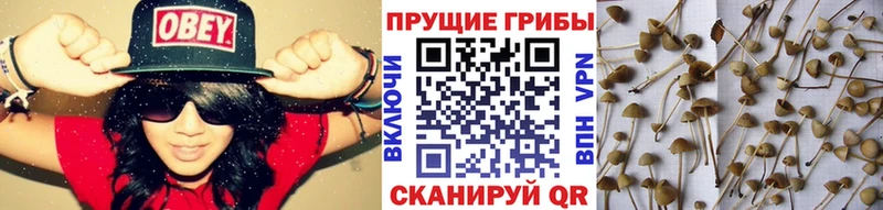 Галлюциногенные грибы мицелий  сколько стоит  Железногорск 